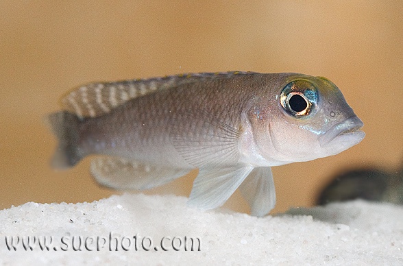 Lamprologus sp. 'ornatipinnis zambia' Chimba